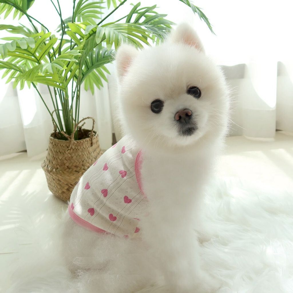 LINE_ALBUM_Honey dogg_260526_110