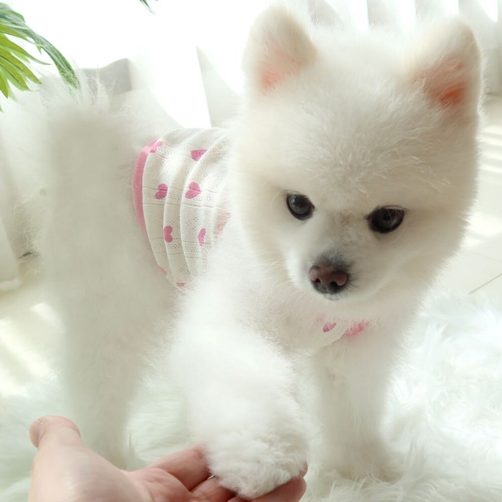 LINE_ALBUM_Honey dogg_260526_111