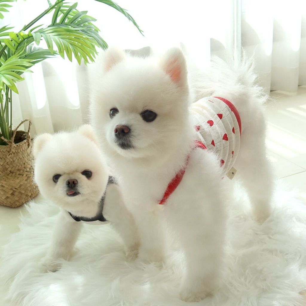 LINE_ALBUM_Honey dogg_260526_112