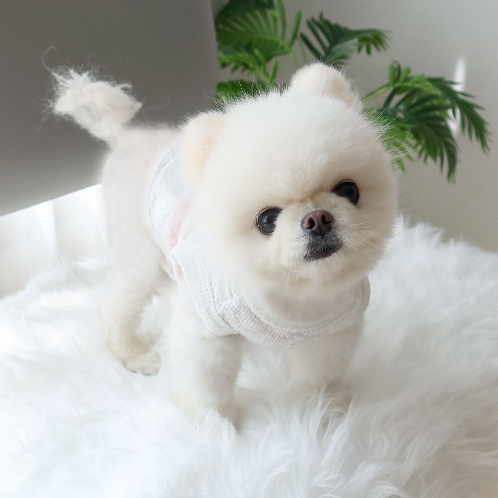 LINE_ALBUM_Honey dogg_260526_124