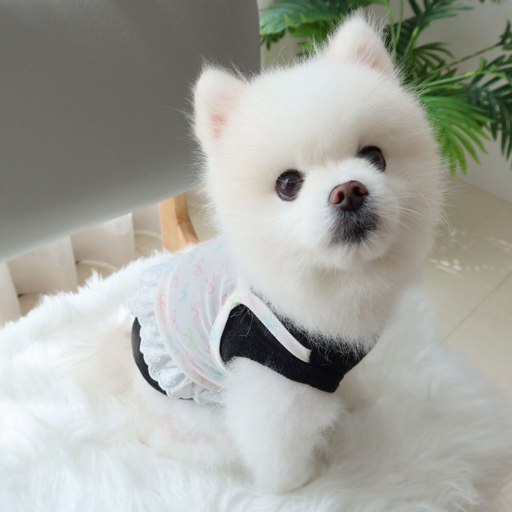 LINE_ALBUM_Honey dogg_260526_127