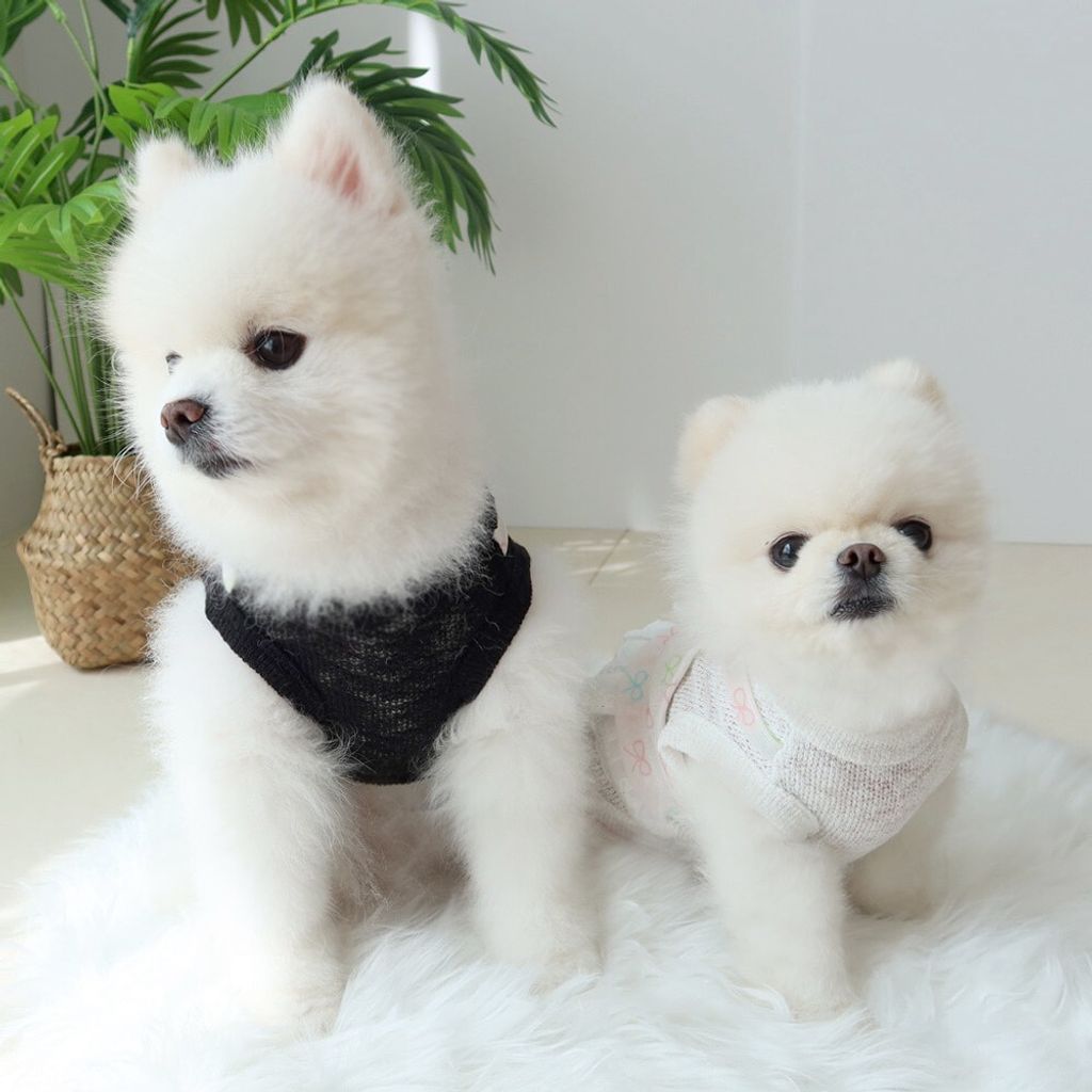 LINE_ALBUM_Honey dogg_260526_130