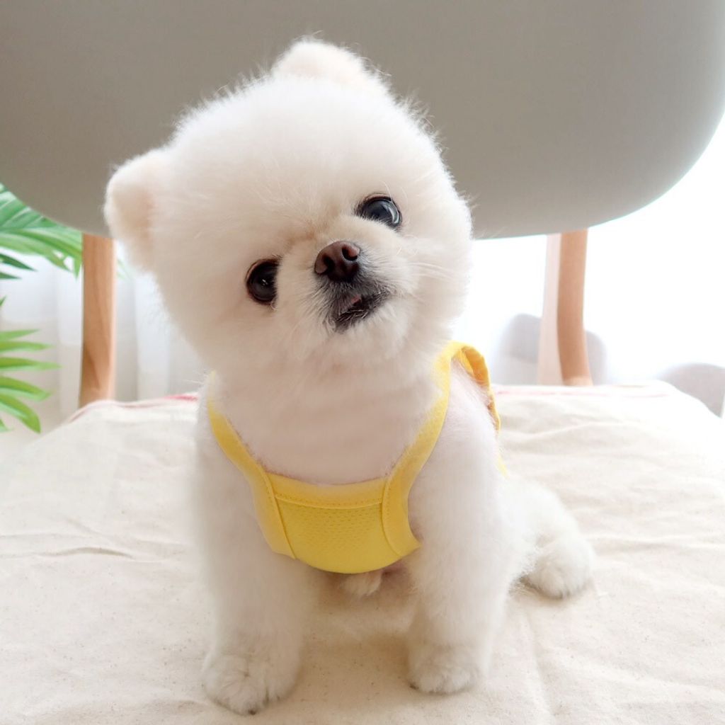 LINE_ALBUM_Honey dogg_260526_161
