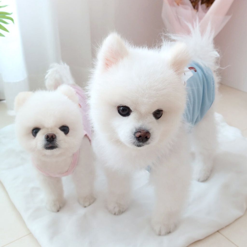 LINE_ALBUM_Honey dogg_260526_170