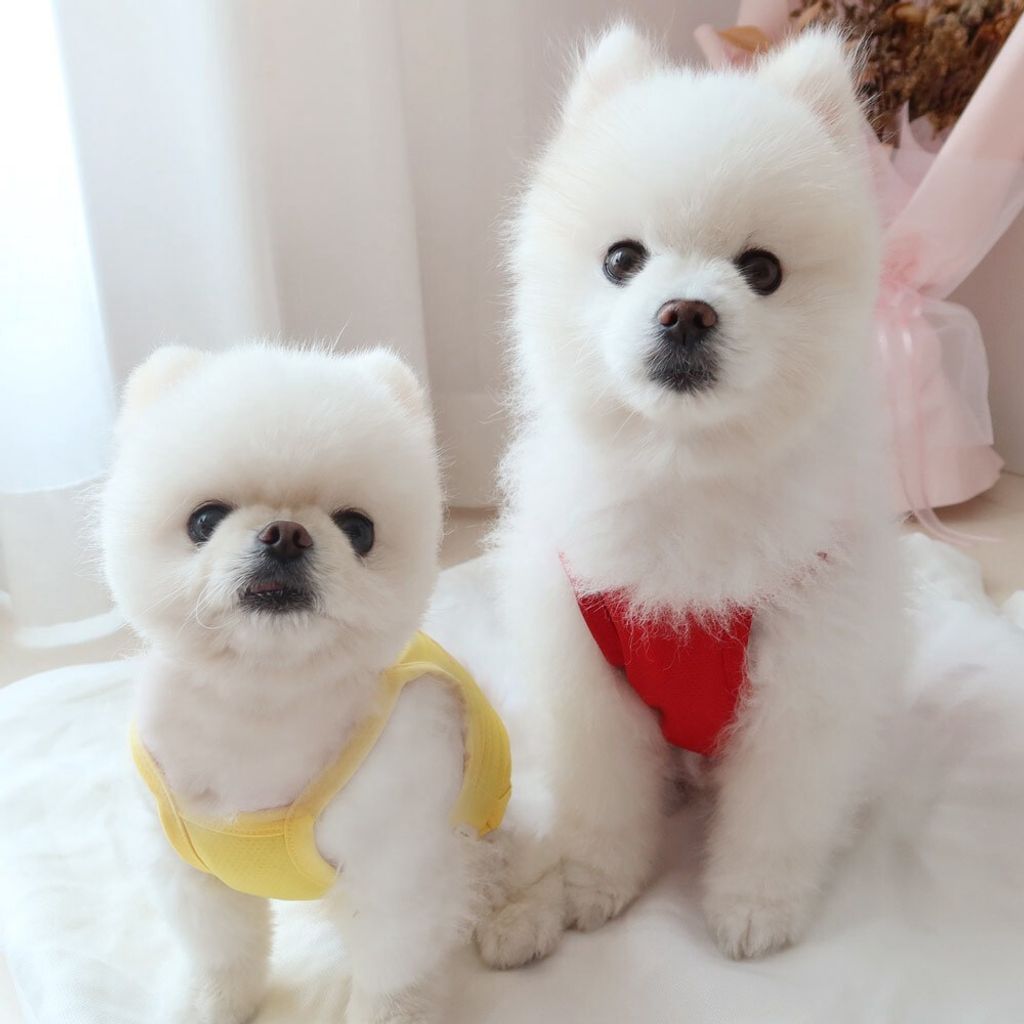 LINE_ALBUM_Honey dogg_260526_163