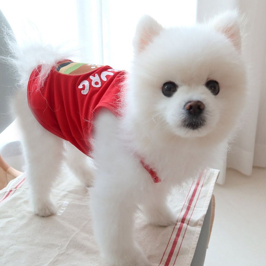 LINE_ALBUM_Honey dogg_260526_160