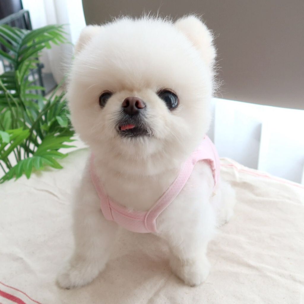 LINE_ALBUM_Honey dogg_260526_168