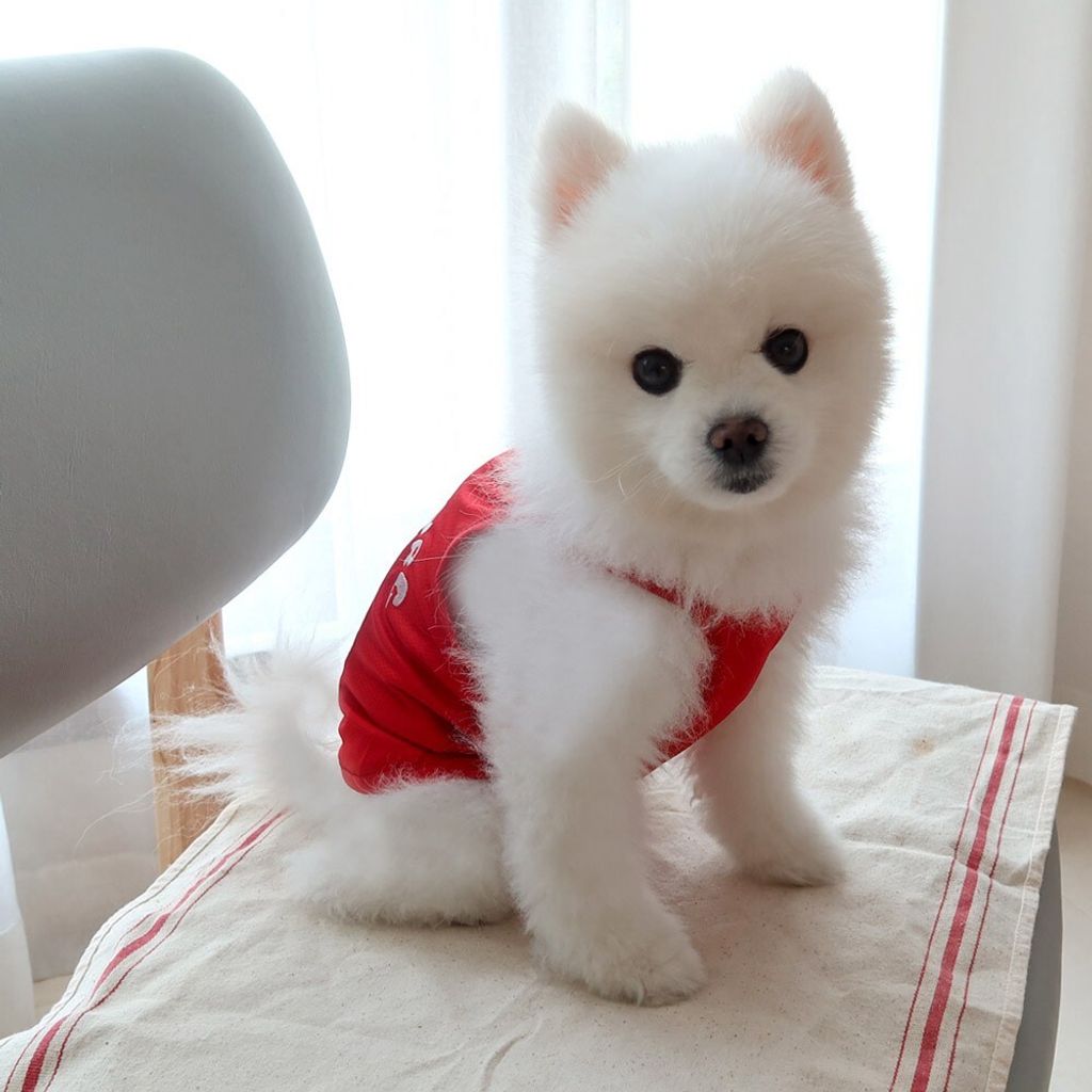 LINE_ALBUM_Honey dogg_260526_159