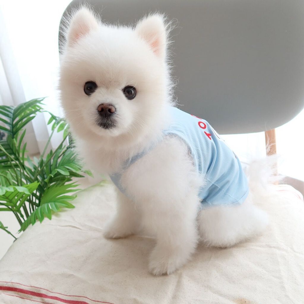 LINE_ALBUM_Honey dogg_260526_166