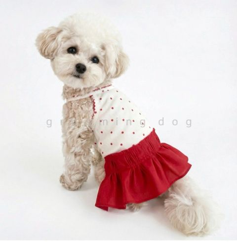 LINE_ALBUM_Grooming dog_260526_10