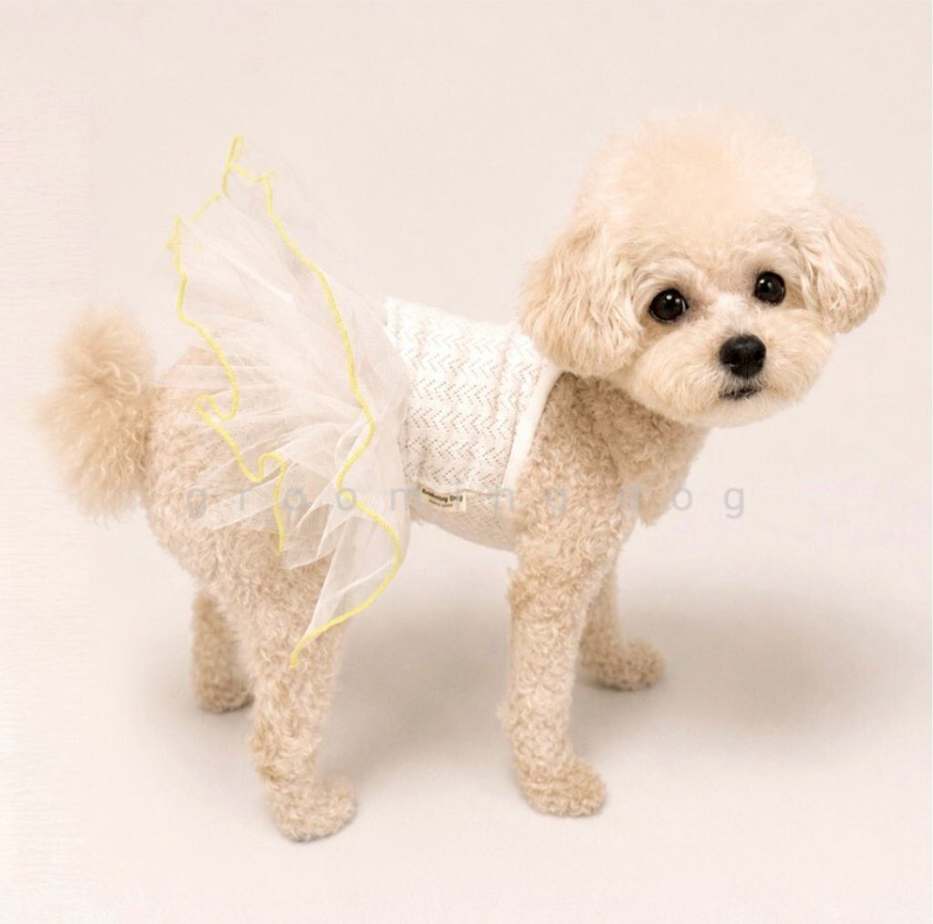 LINE_ALBUM_Grooming dog_260526_65