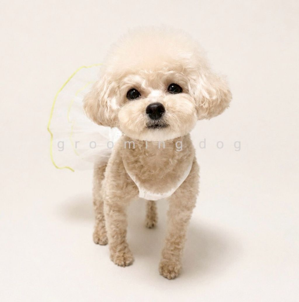 LINE_ALBUM_Grooming dog_260526_66
