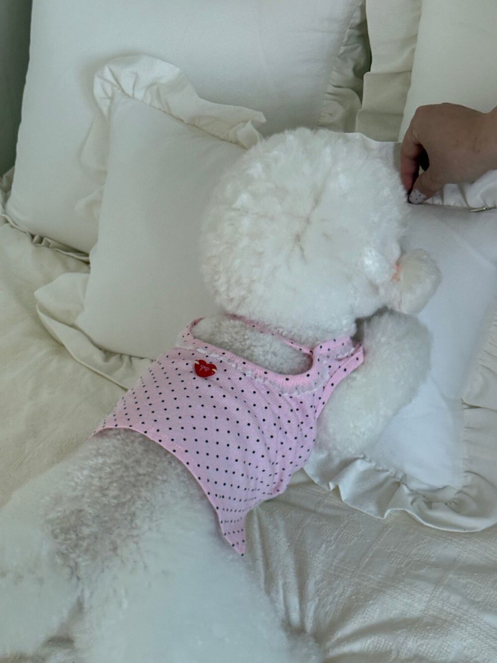 LINE_ALBUM_Dearmeong_260527_15