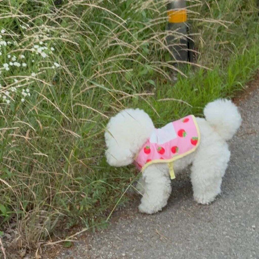 LINE_ALBUM_Dearmeong_260629_9