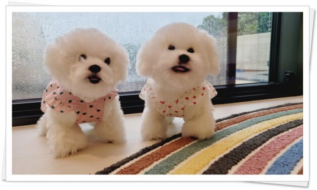 LINE_ALBUM_Black able puppy_260630_9