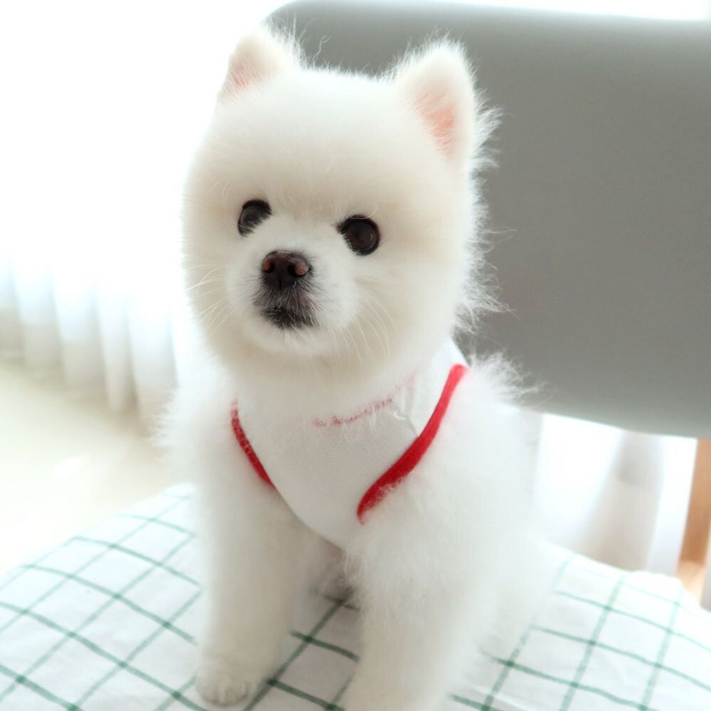 LINE_ALBUM_Honey dogg_260630_9