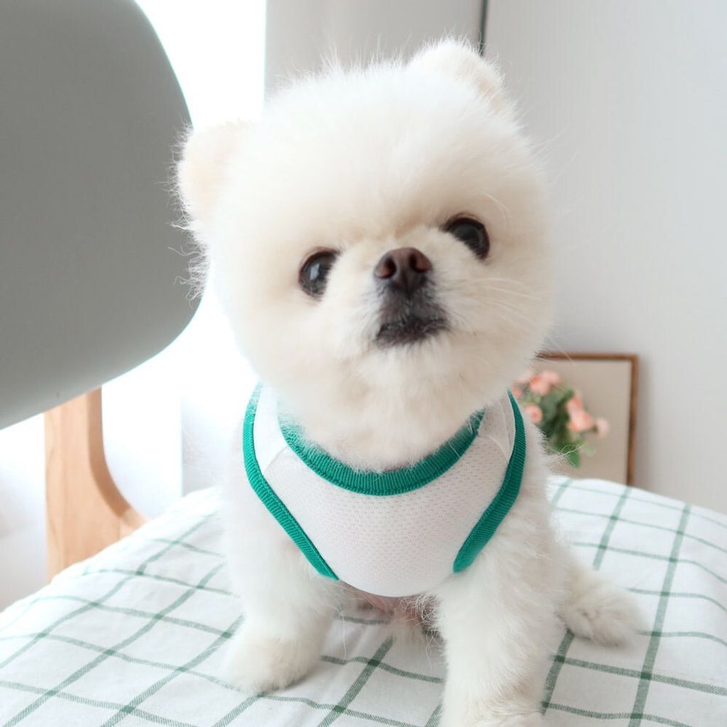 LINE_ALBUM_Honey dogg_260630_13