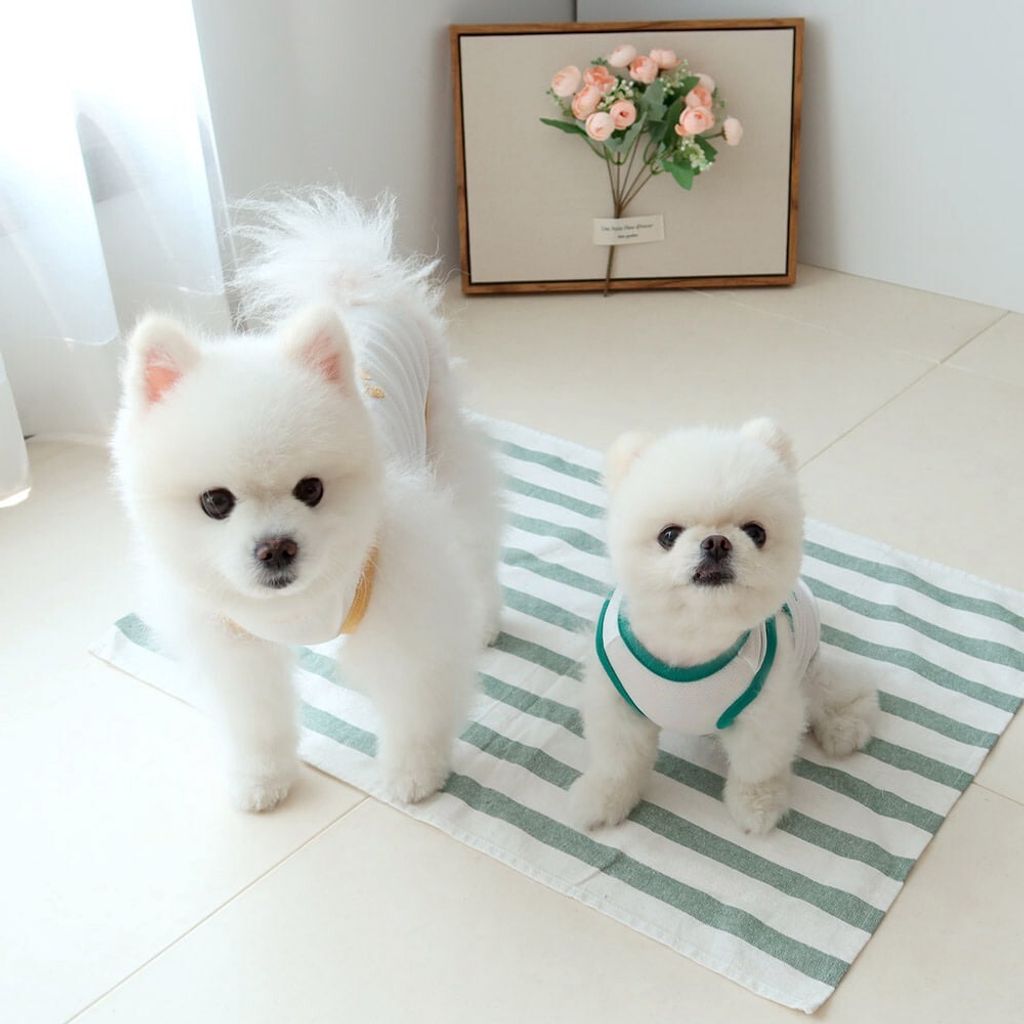 LINE_ALBUM_Honey dogg_260630_16
