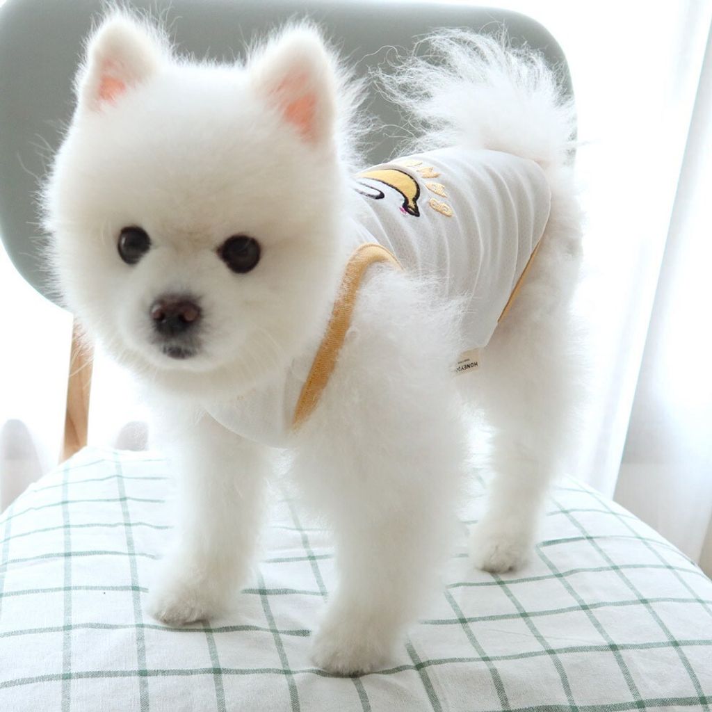 LINE_ALBUM_Honey dogg_260630_18