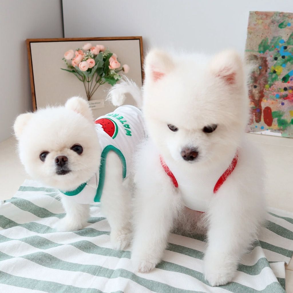 LINE_ALBUM_Honey dogg_260630_14