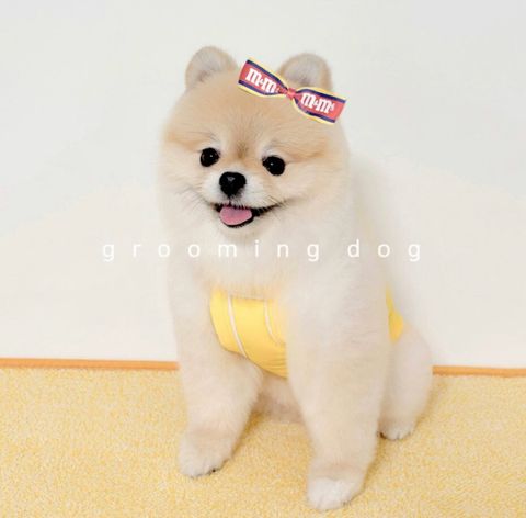 LINE_ALBUM_Grooming dog_260630_16