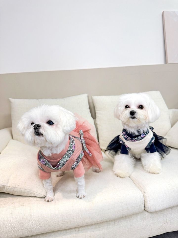 LINE_ALBUM_Grooming dog_240125_58
