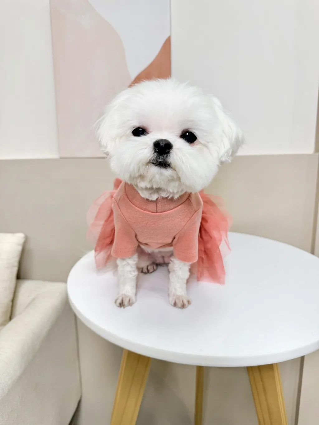 LINE_ALBUM_Grooming dog_240125_75