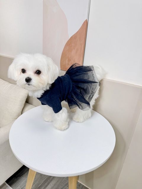 LINE_ALBUM_Grooming dog_240125_70