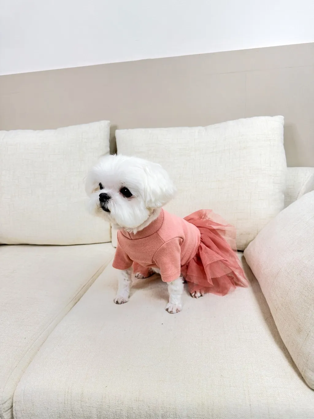 LINE_ALBUM_Grooming dog_240125_77