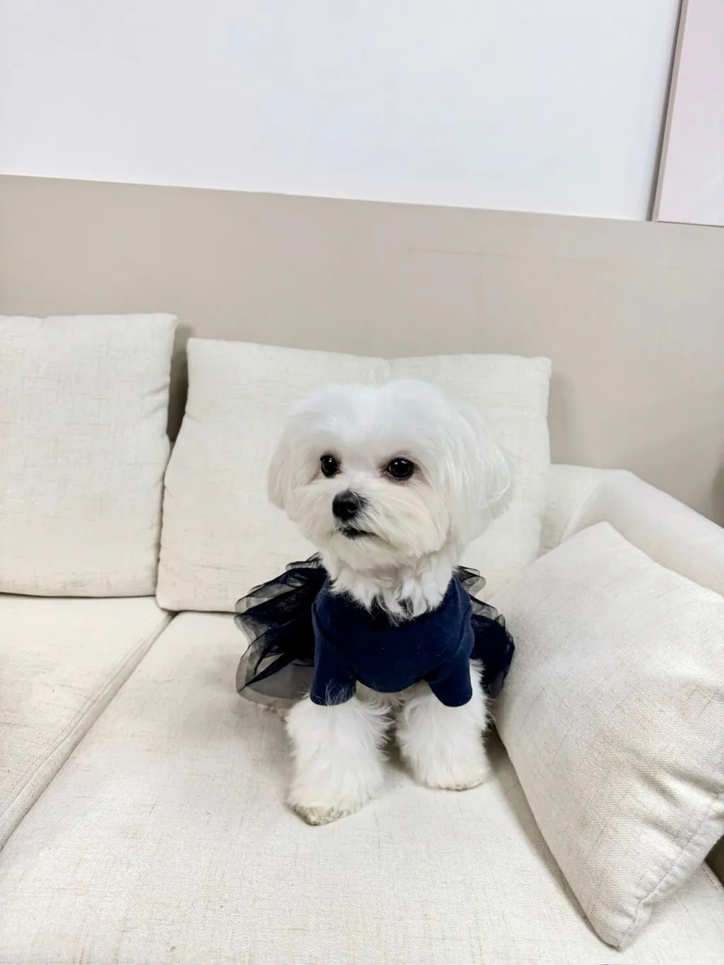 LINE_ALBUM_Grooming dog_240125_78