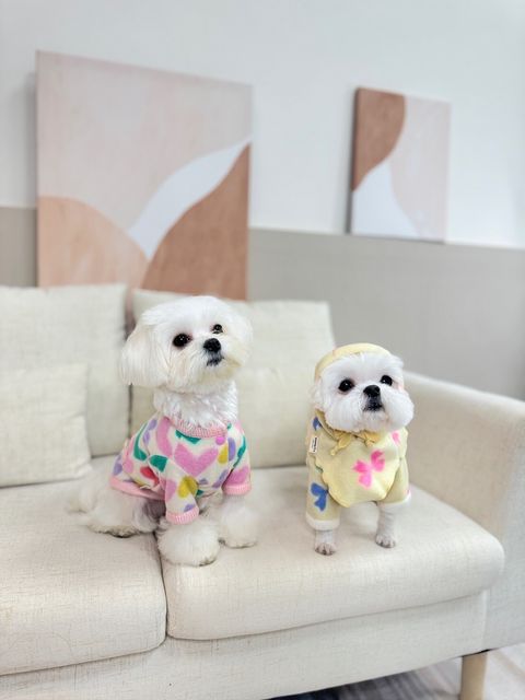 LINE_ALBUM_Grooming dog_240125_100