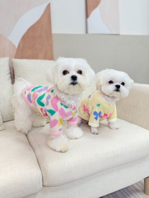 LINE_ALBUM_Grooming dog_240125_110