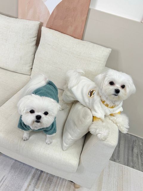 LINE_ALBUM_Doggyholic_240125_108