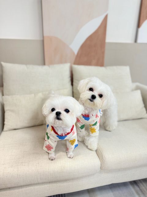 LINE_ALBUM_Doggyholic_240125_69