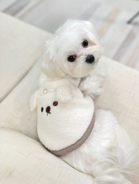 LINE_ALBUM_Doggyholic_240125_93