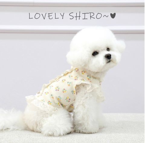 LINE_ALBUM_Itsdog 一般_240125_44