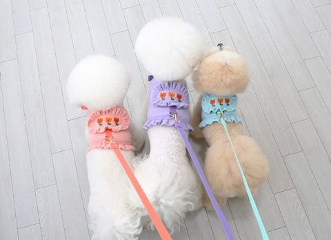 LINE_ALBUM_Itsdog 一般_240126_38