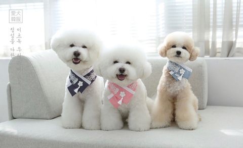 LINE_ALBUM_Itsdog 一般_240126_78