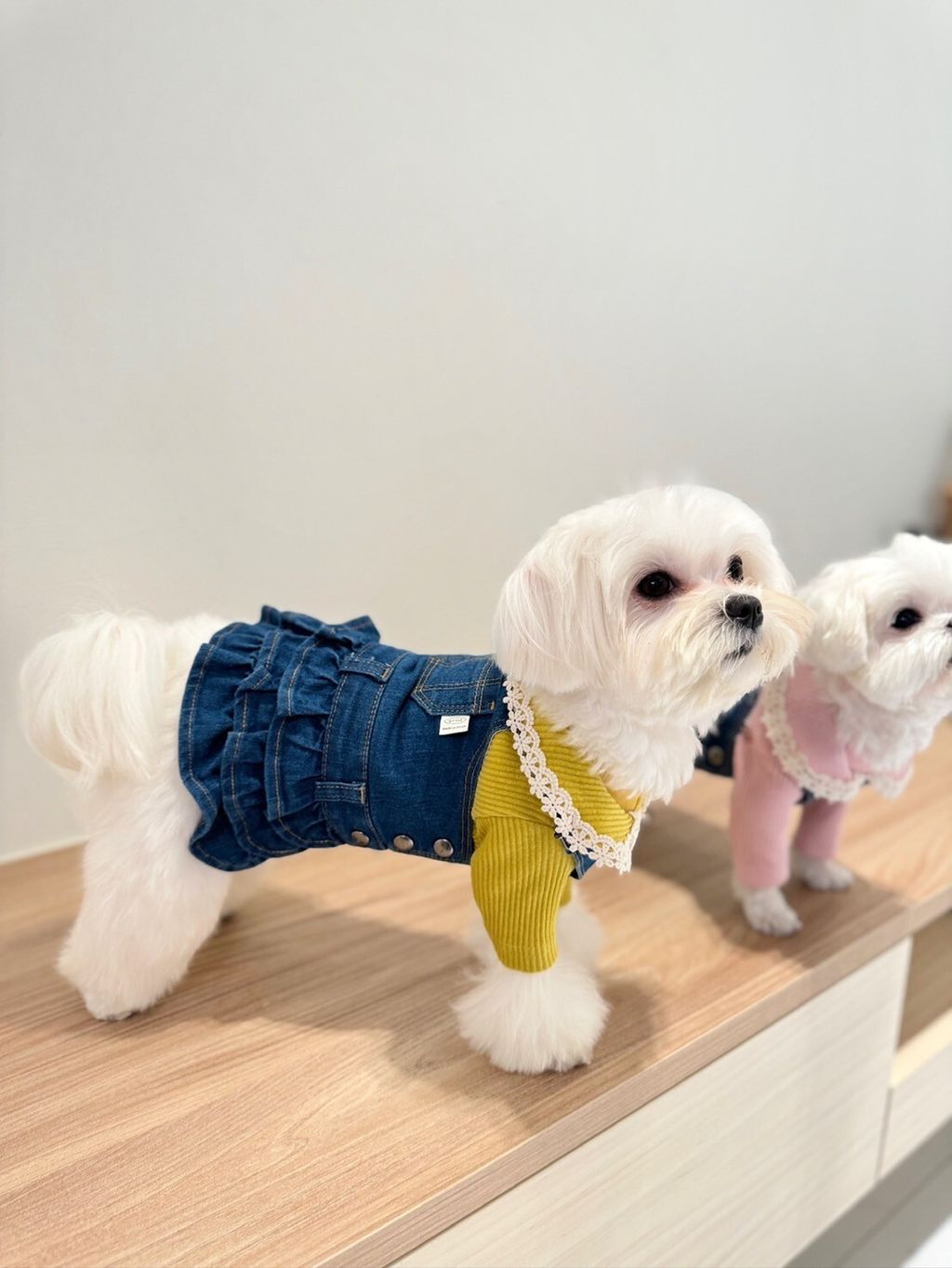 LINE_ALBUM_Grooming dog_240216_82