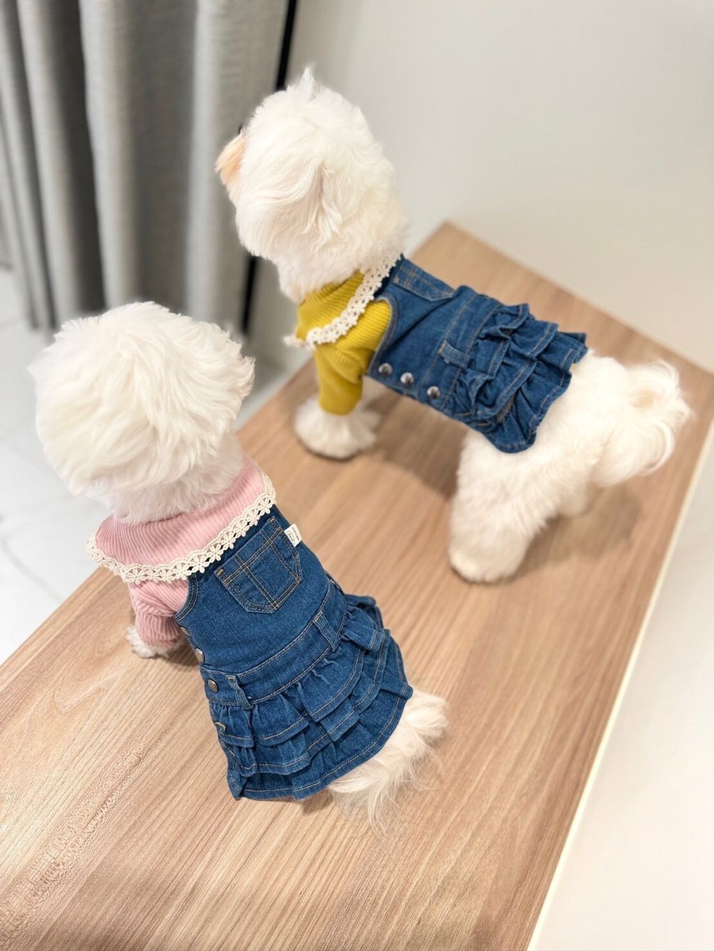 LINE_ALBUM_Grooming dog_240216_83