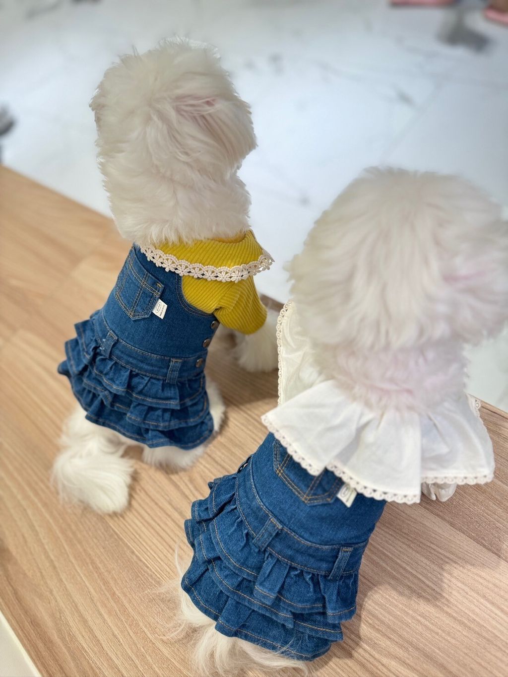 LINE_ALBUM_Grooming dog_240216_71