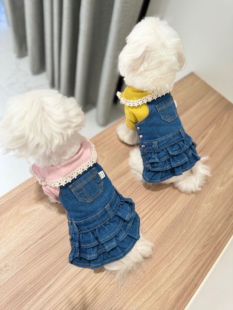 LINE_ALBUM_Grooming dog_240216_65