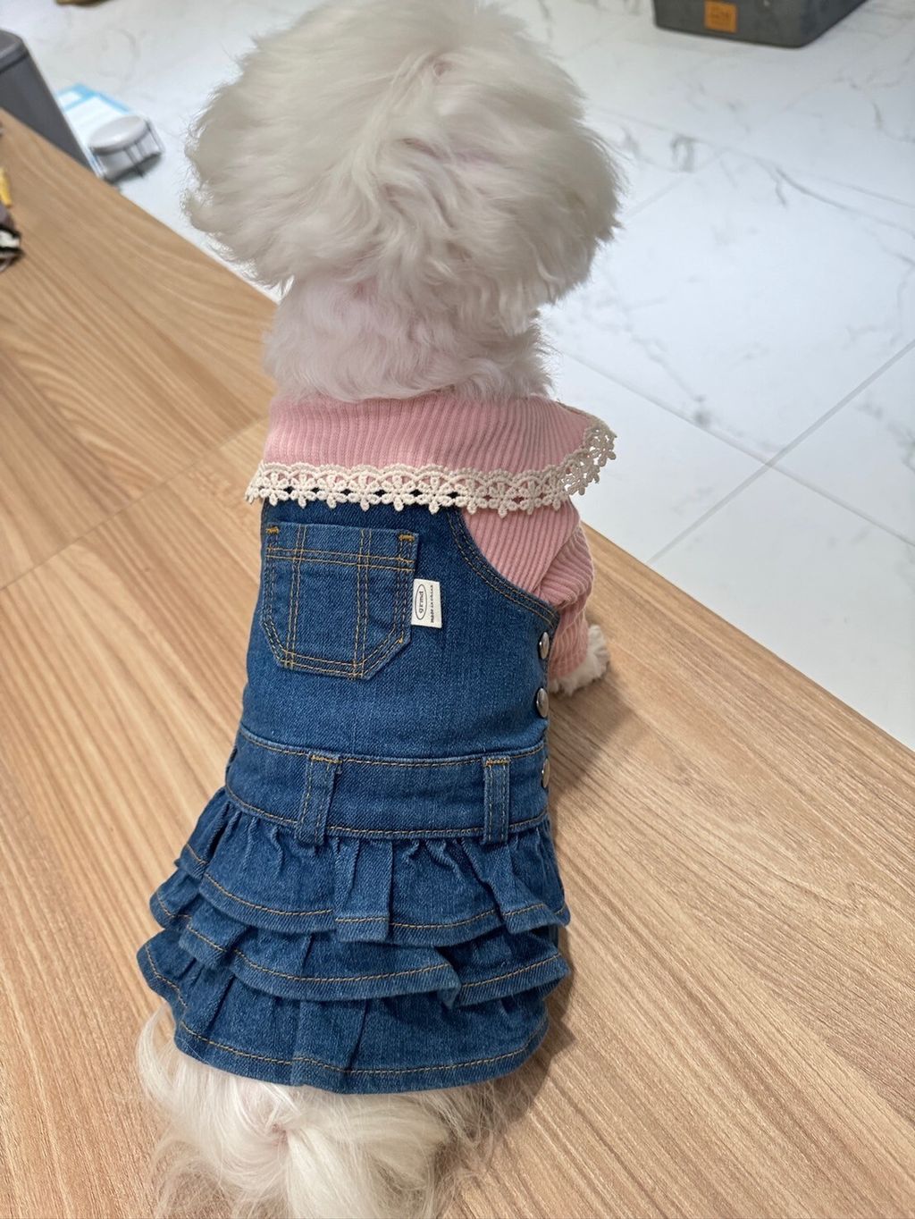 LINE_ALBUM_Grooming dog_240216_68