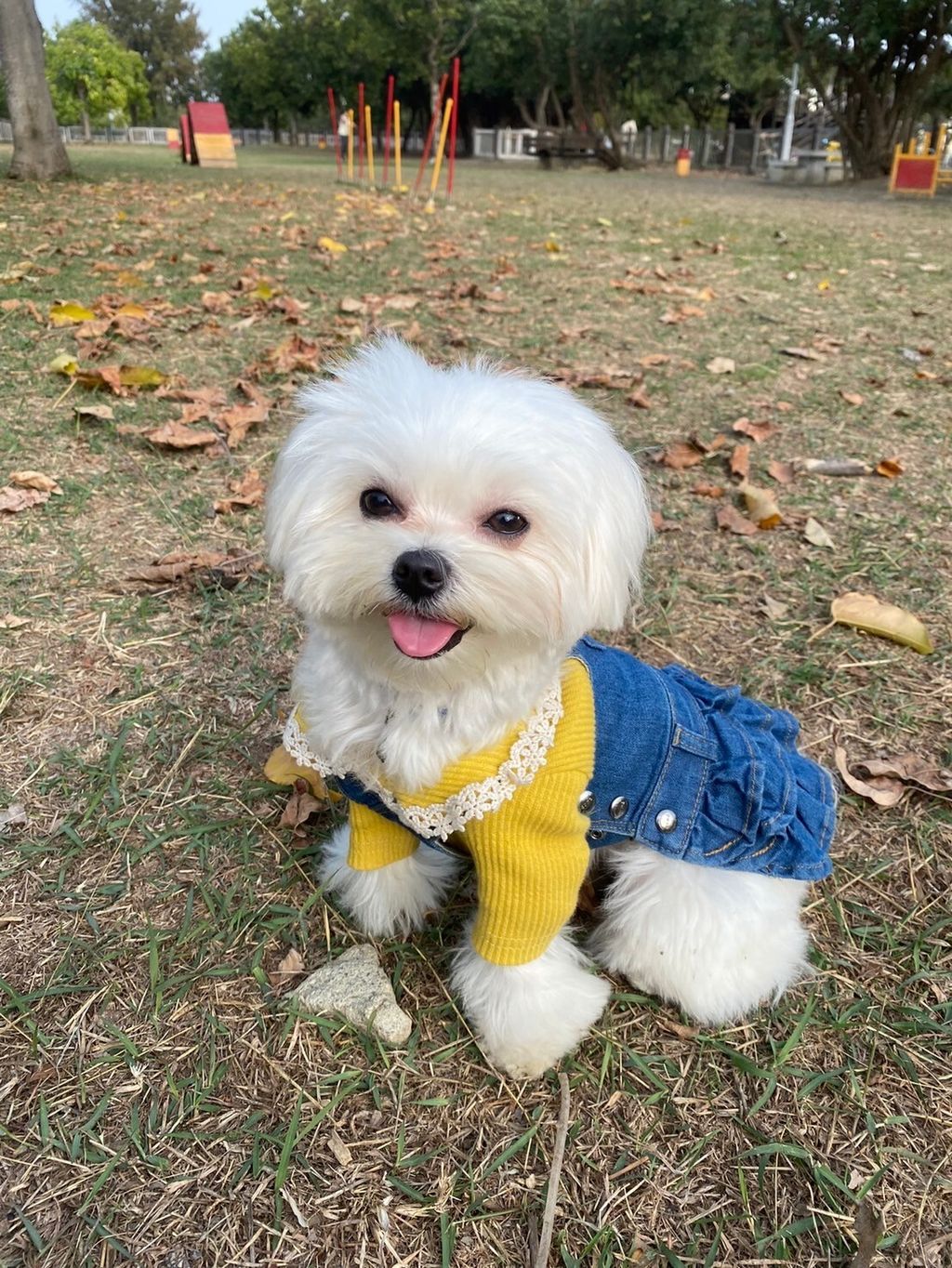 LINE_ALBUM_Grooming dog_240216_87