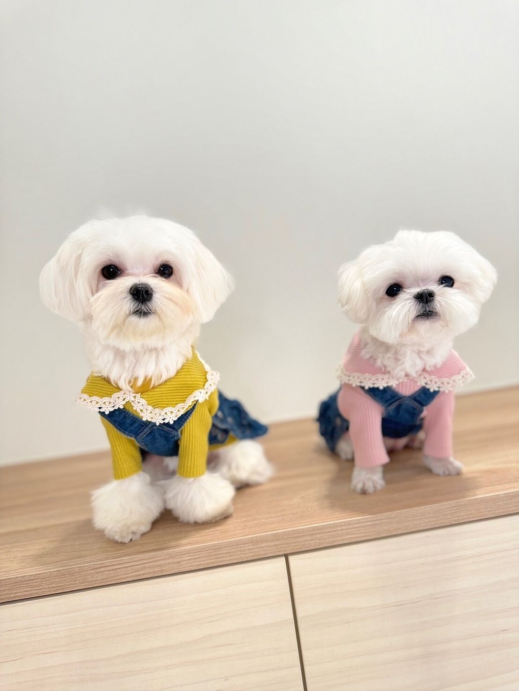 LINE_ALBUM_Grooming dog_240216_84