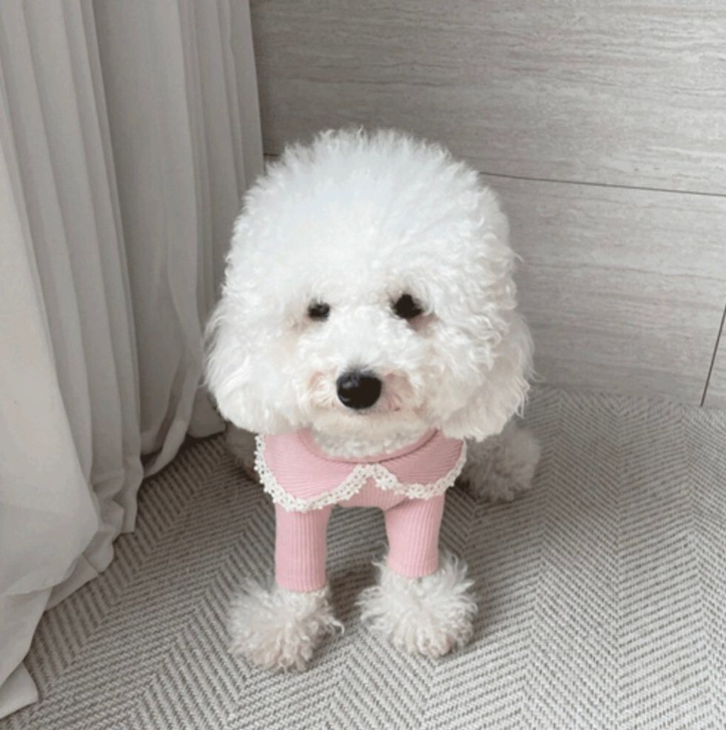 LINE_ALBUM_Grooming dog_240216_8