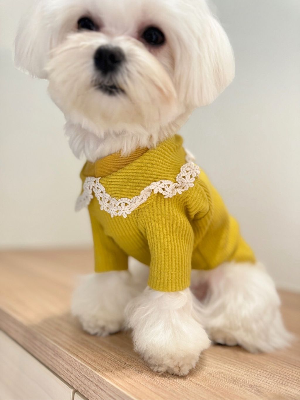 LINE_ALBUM_Grooming dog_240216_76