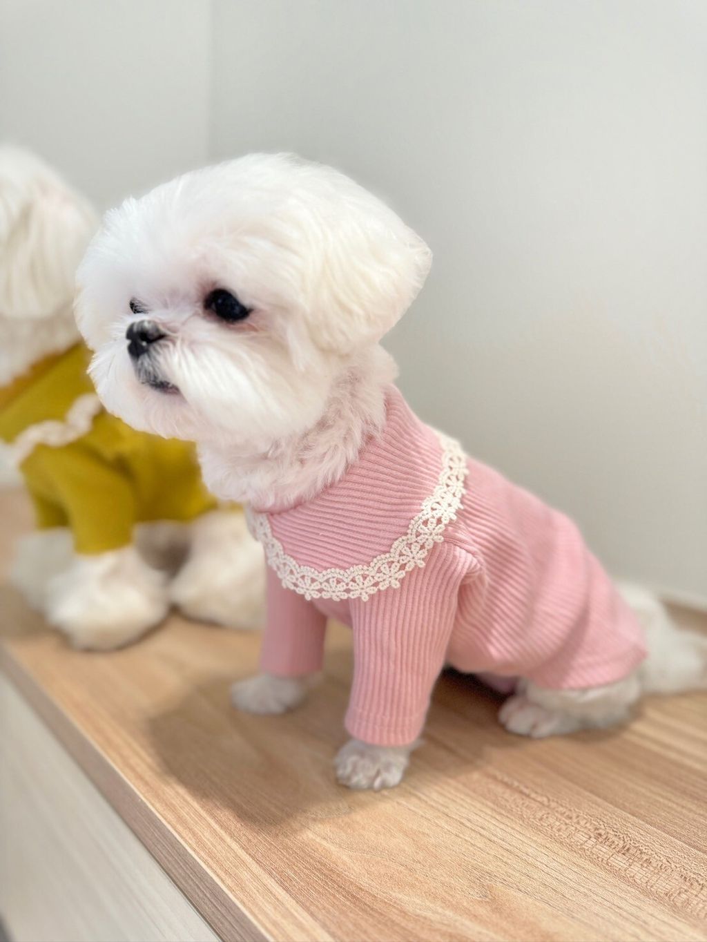LINE_ALBUM_Grooming dog_240216_77