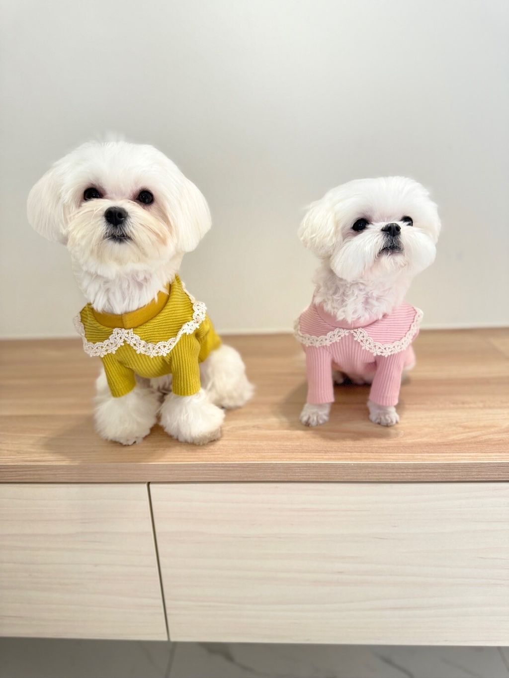 LINE_ALBUM_Grooming dog_240216_79