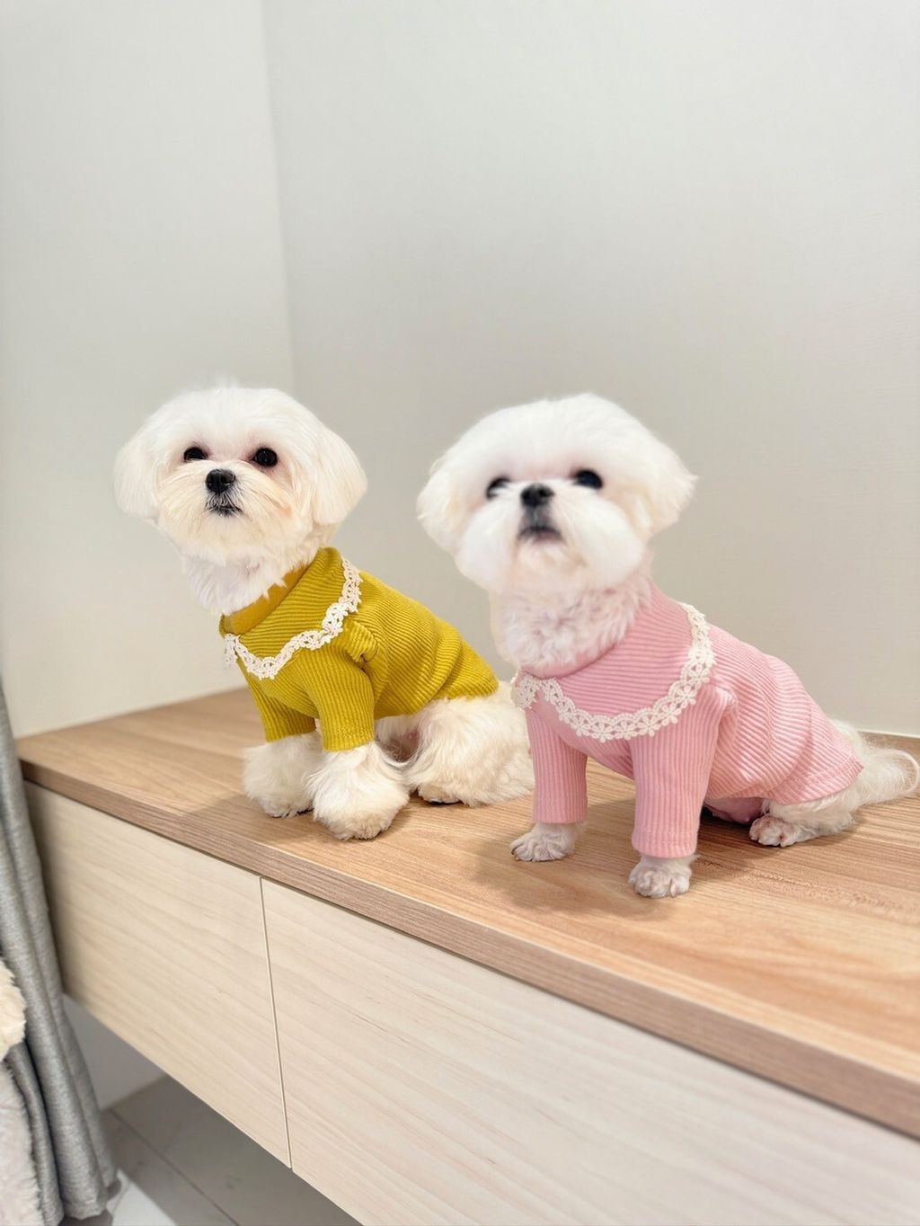 LINE_ALBUM_Grooming dog_240216_78